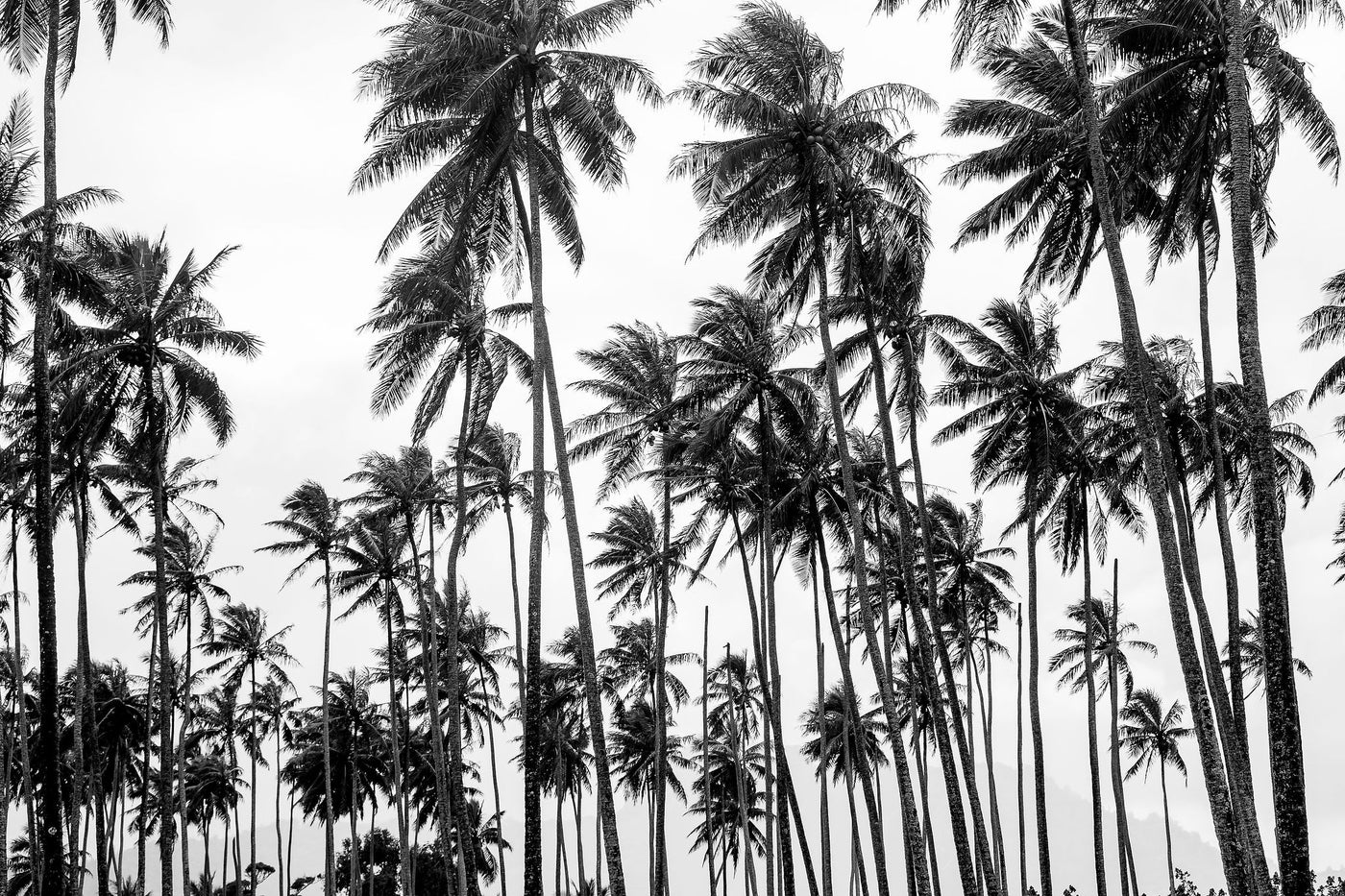 Palms on Palms