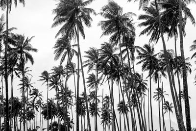 Palms on Palms