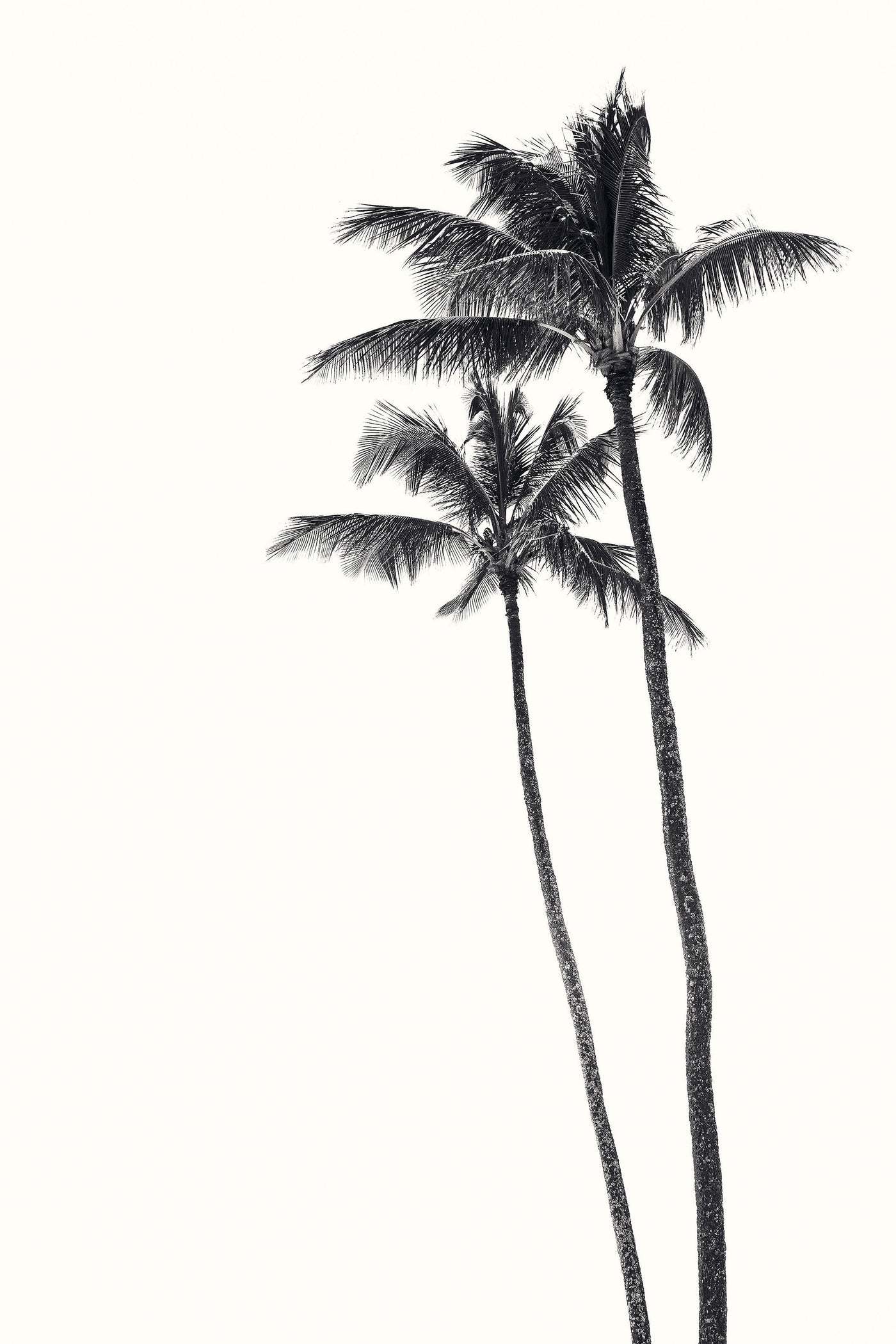 Palm Palms