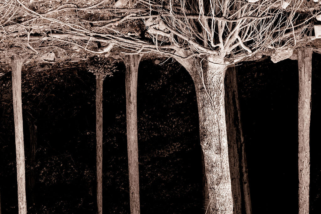 Roots