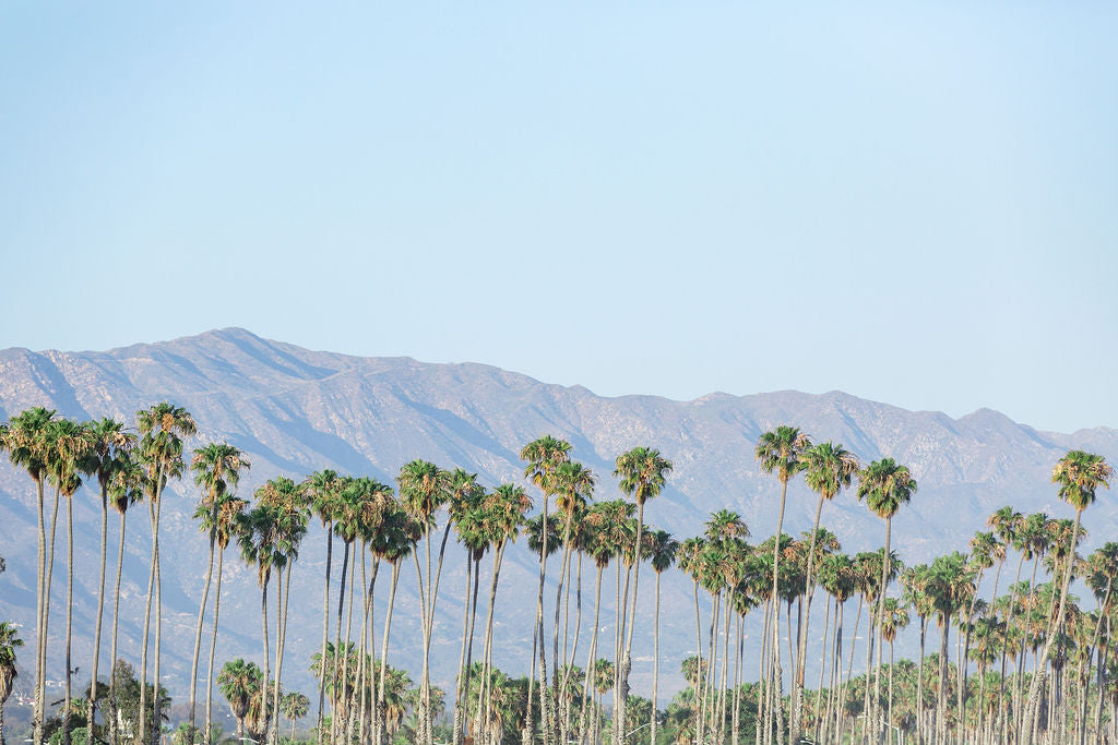 Santa Barbara Palms