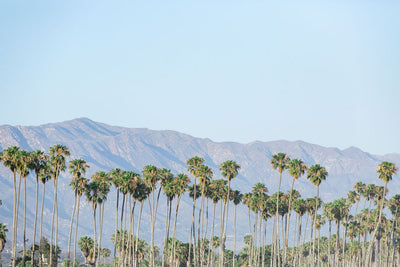 Santa Barbara Palms