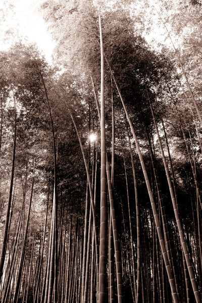 Bamboo Forest Japan