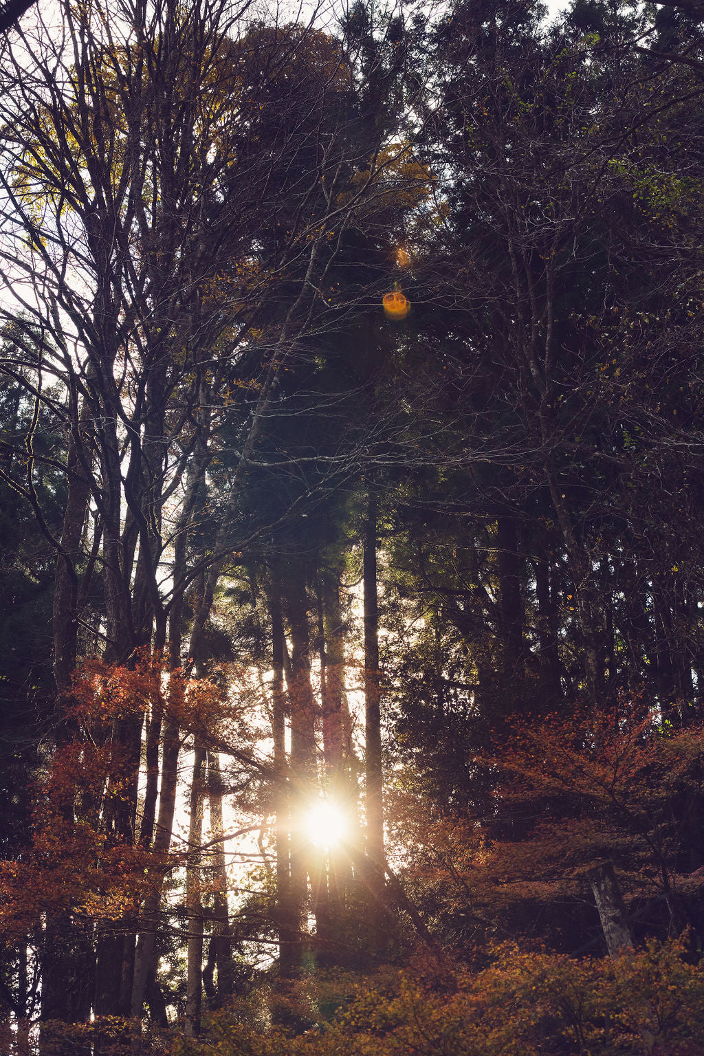 Cedars