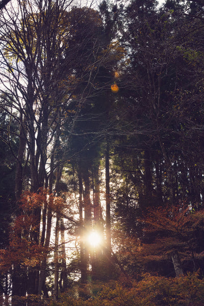 Cedars