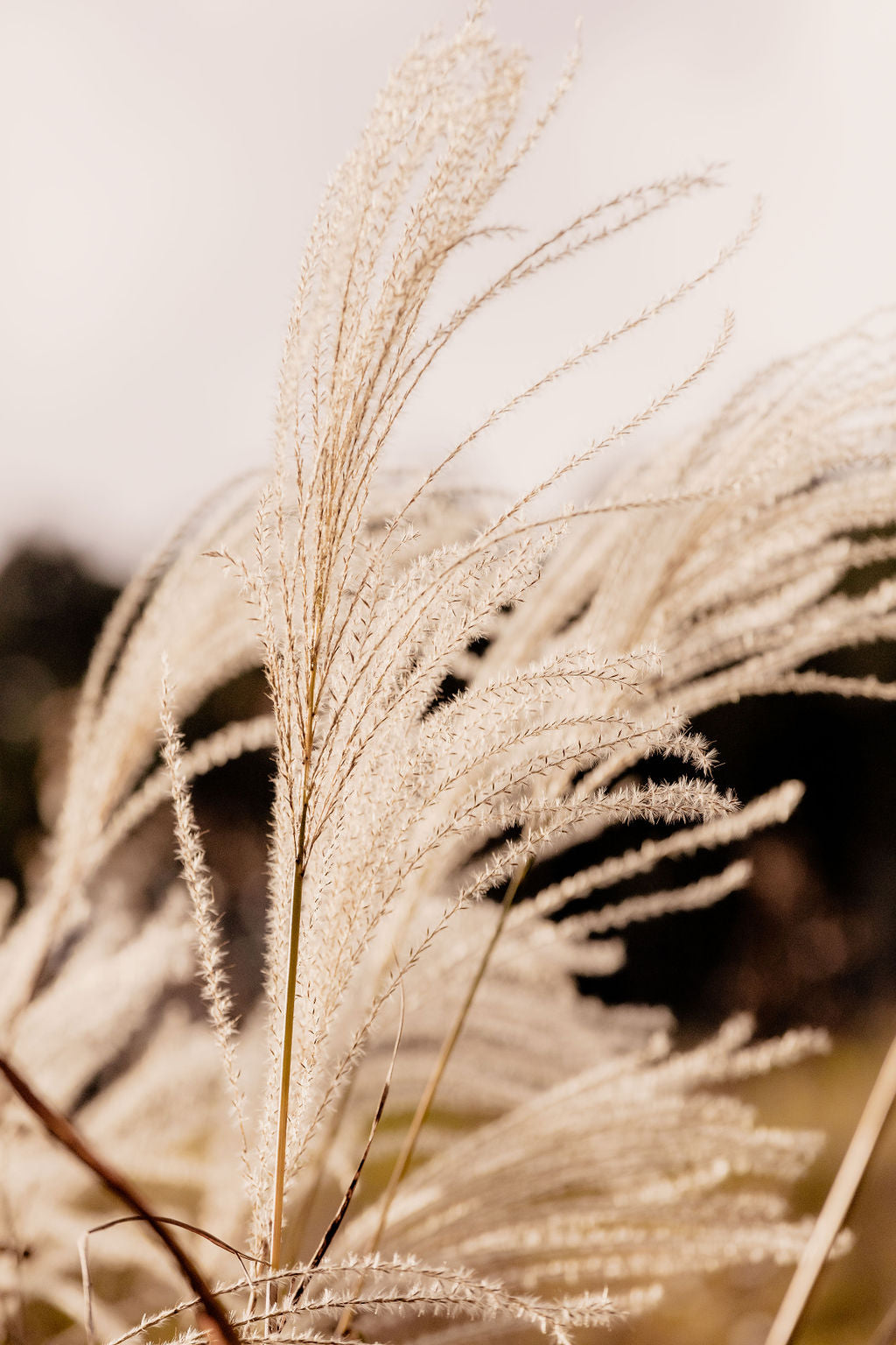Wild Grass