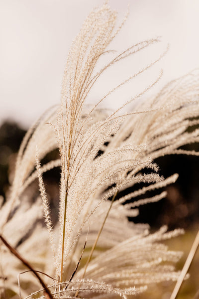 Wild Grass