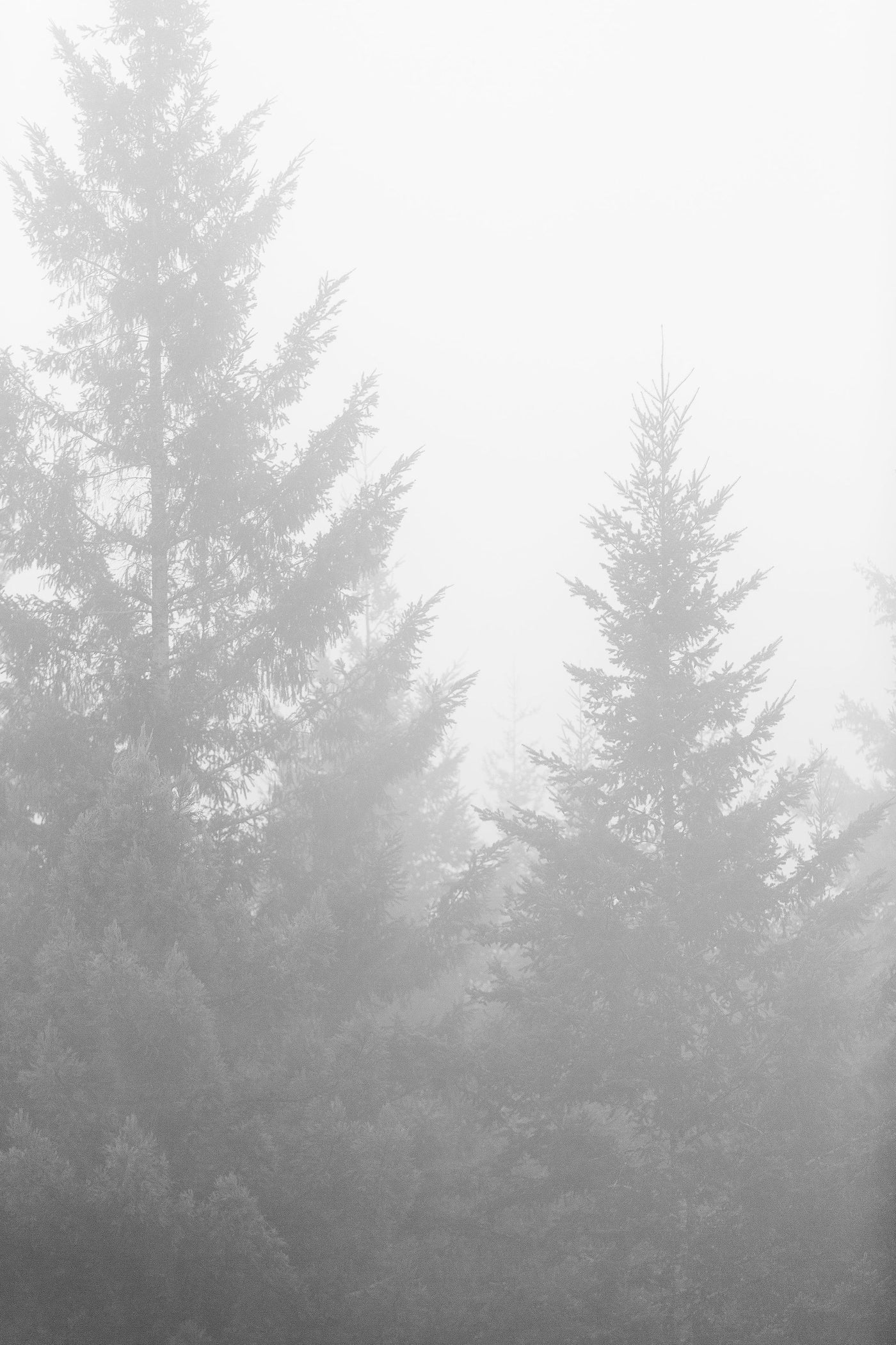 Black and White Redwoods