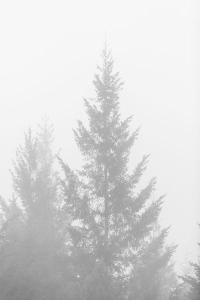 Black and White Redwoods 1