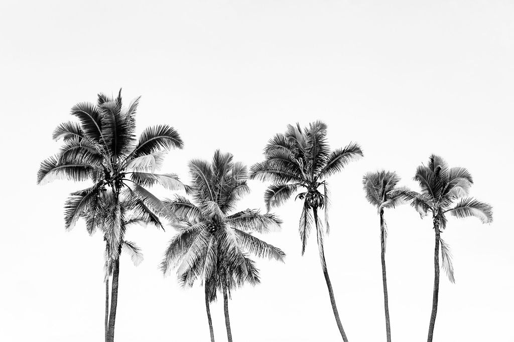 Hawaiian Palms