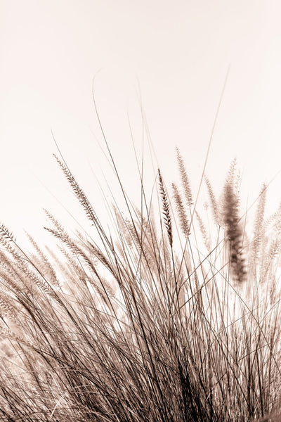 Summer Breeze Vertical