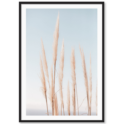 Coastal Pampas Vertical