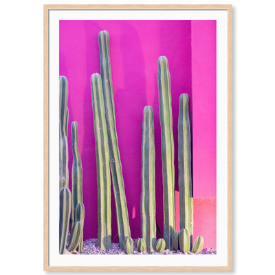 Hot Pink Cacti