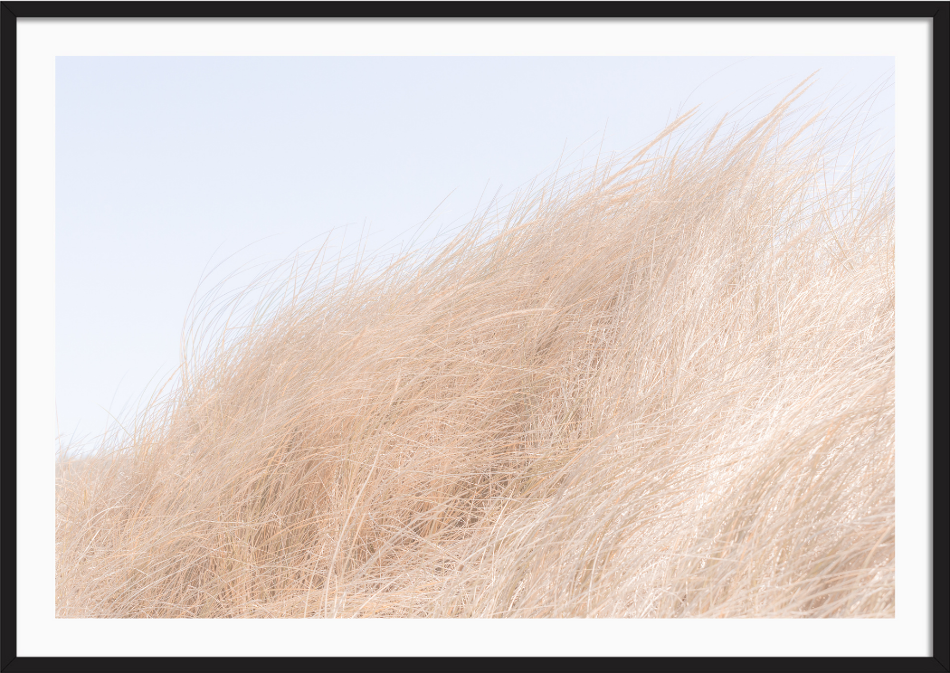 Golden in the Wind