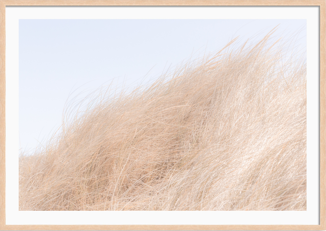 Golden in the Wind
