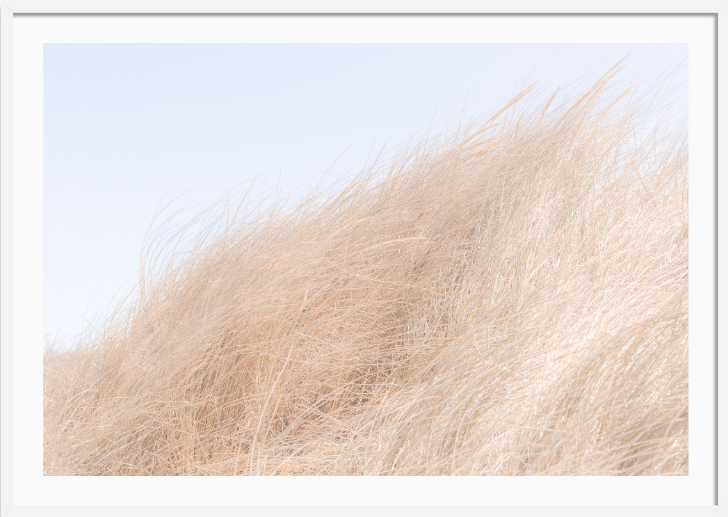 Golden in the Wind