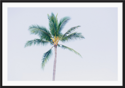 Hawaiian Palm