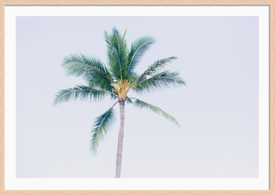 Hawaiian Palm