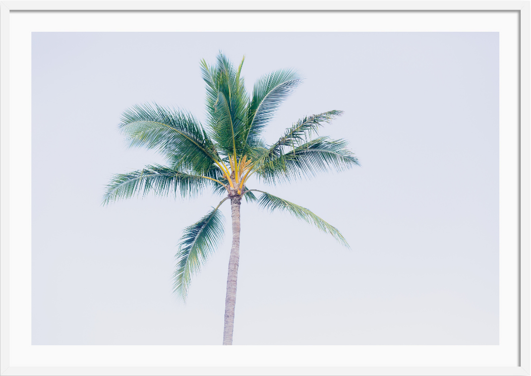 Hawaiian Palm