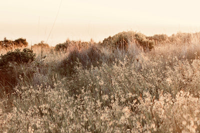 Sun-Kissed Field