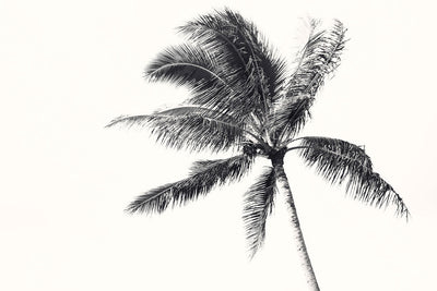 Island Palm