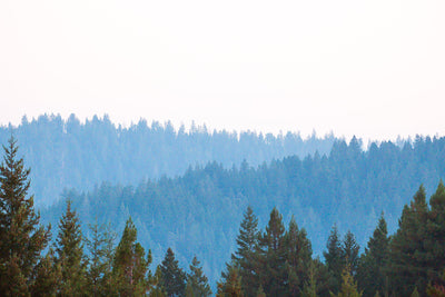Mendocino Redwoods Sunset 2