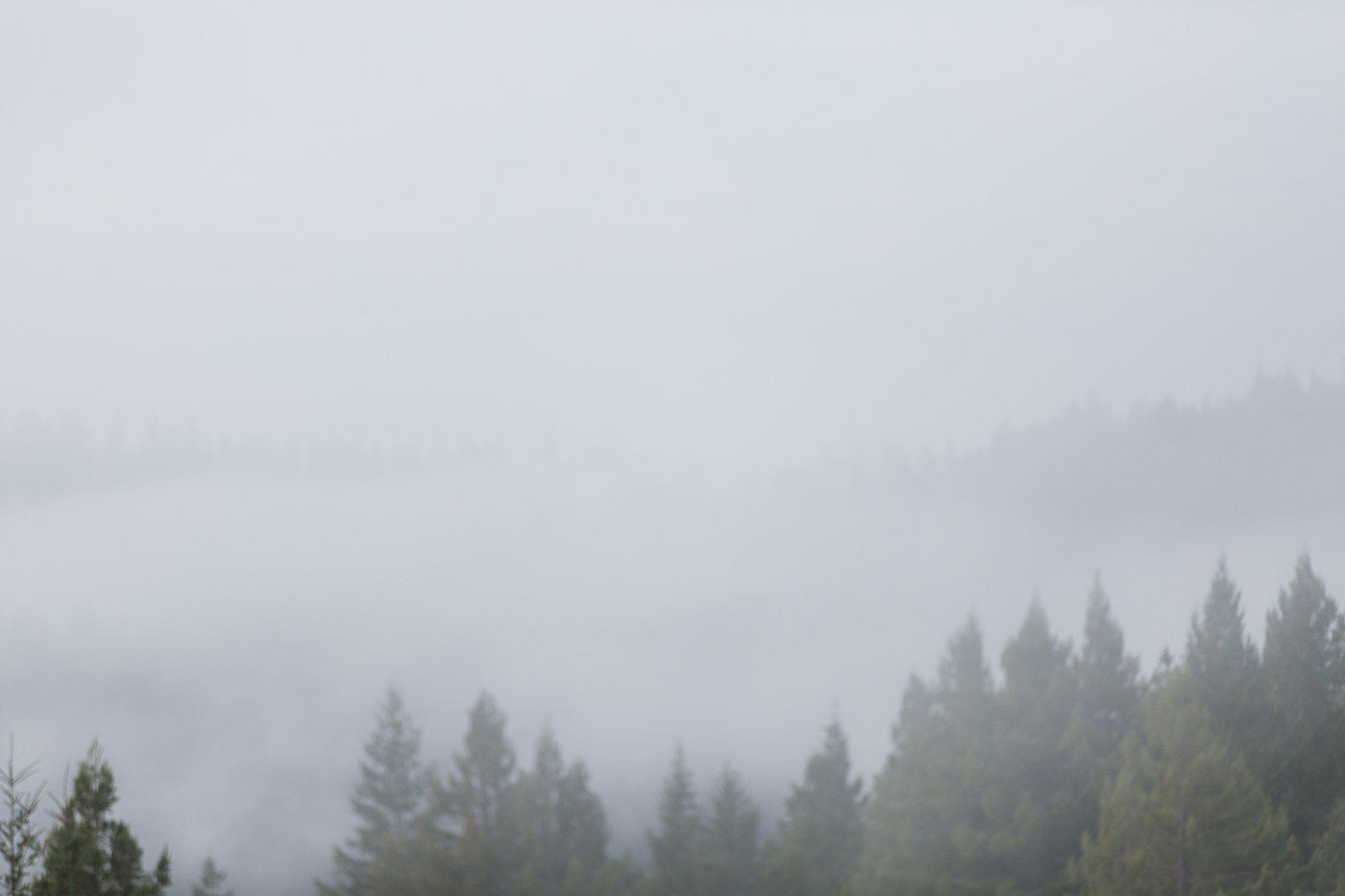 Early Morning Fog