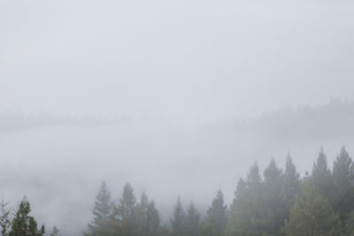Early Morning Fog