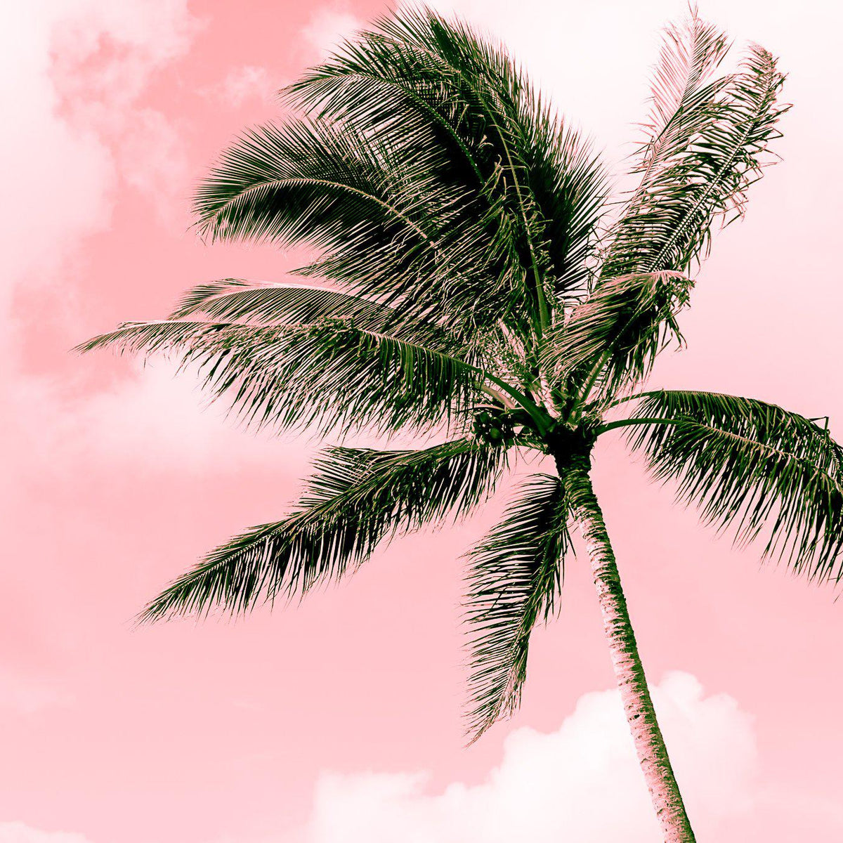 pink palm plant Electric Pink Palm