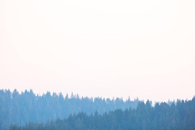 Mendocino Redwoods Sunset