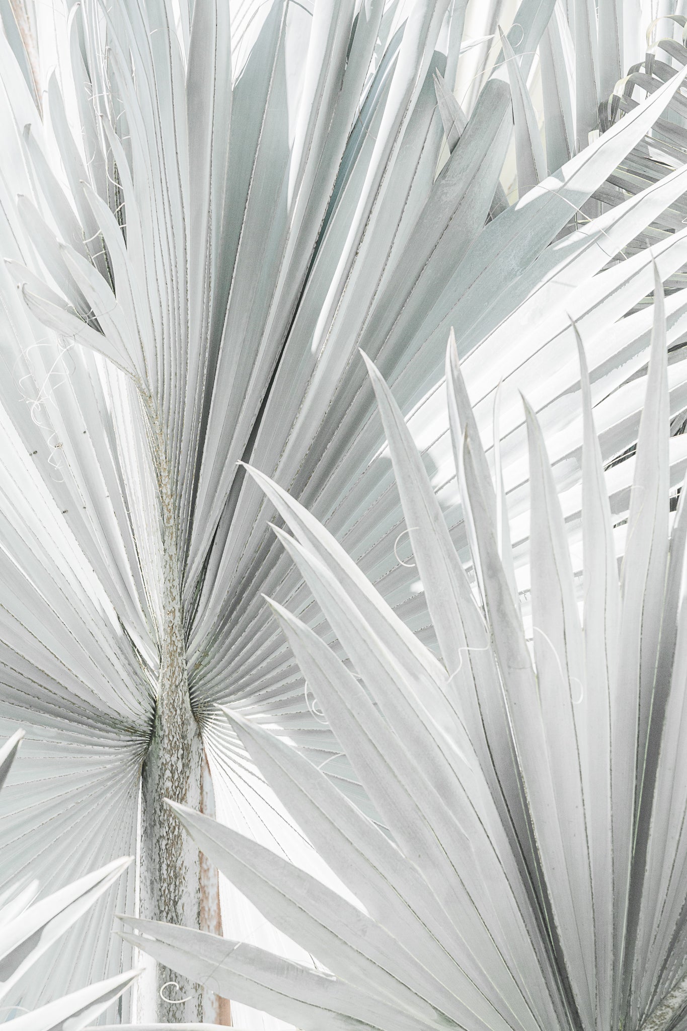 Mint Palm 1