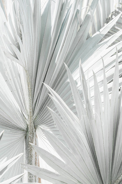 Mint Palm 1