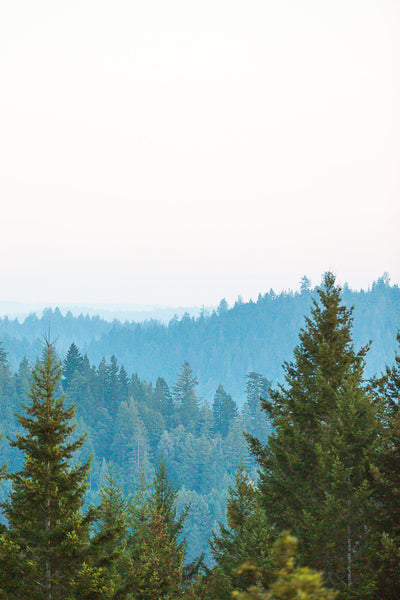 Redwoods 1