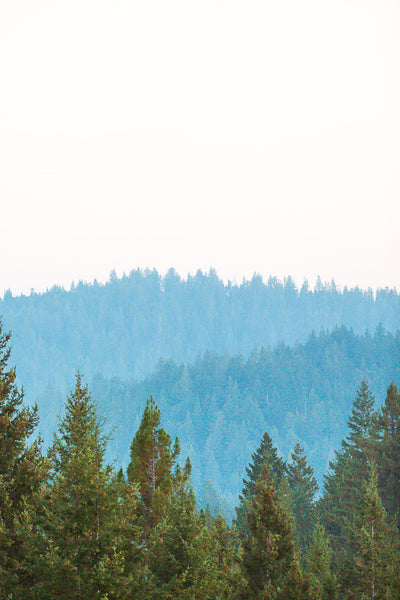 Redwoods 2