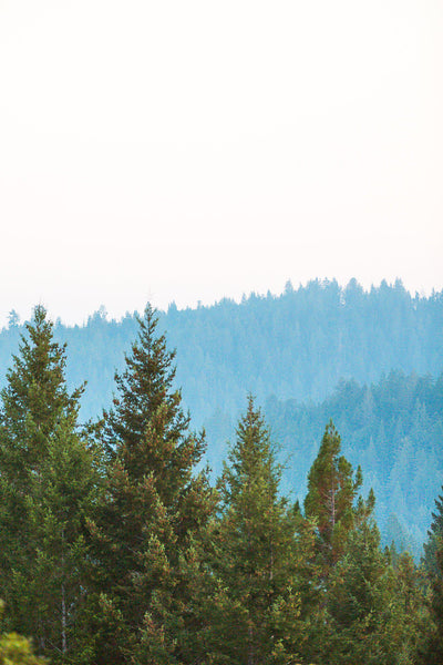 Redwoods 3