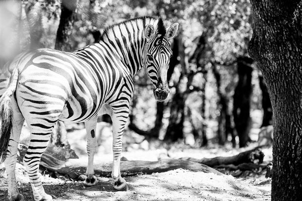 L__Milton_SafariWest-