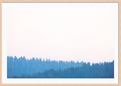 Mendocino Redwoods Sunset