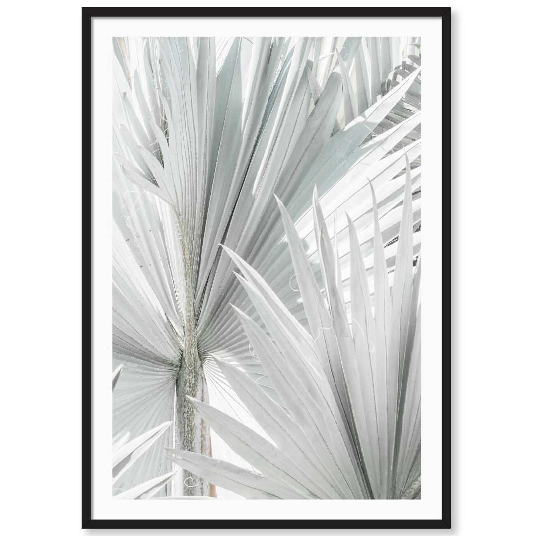 Mint Palm 1