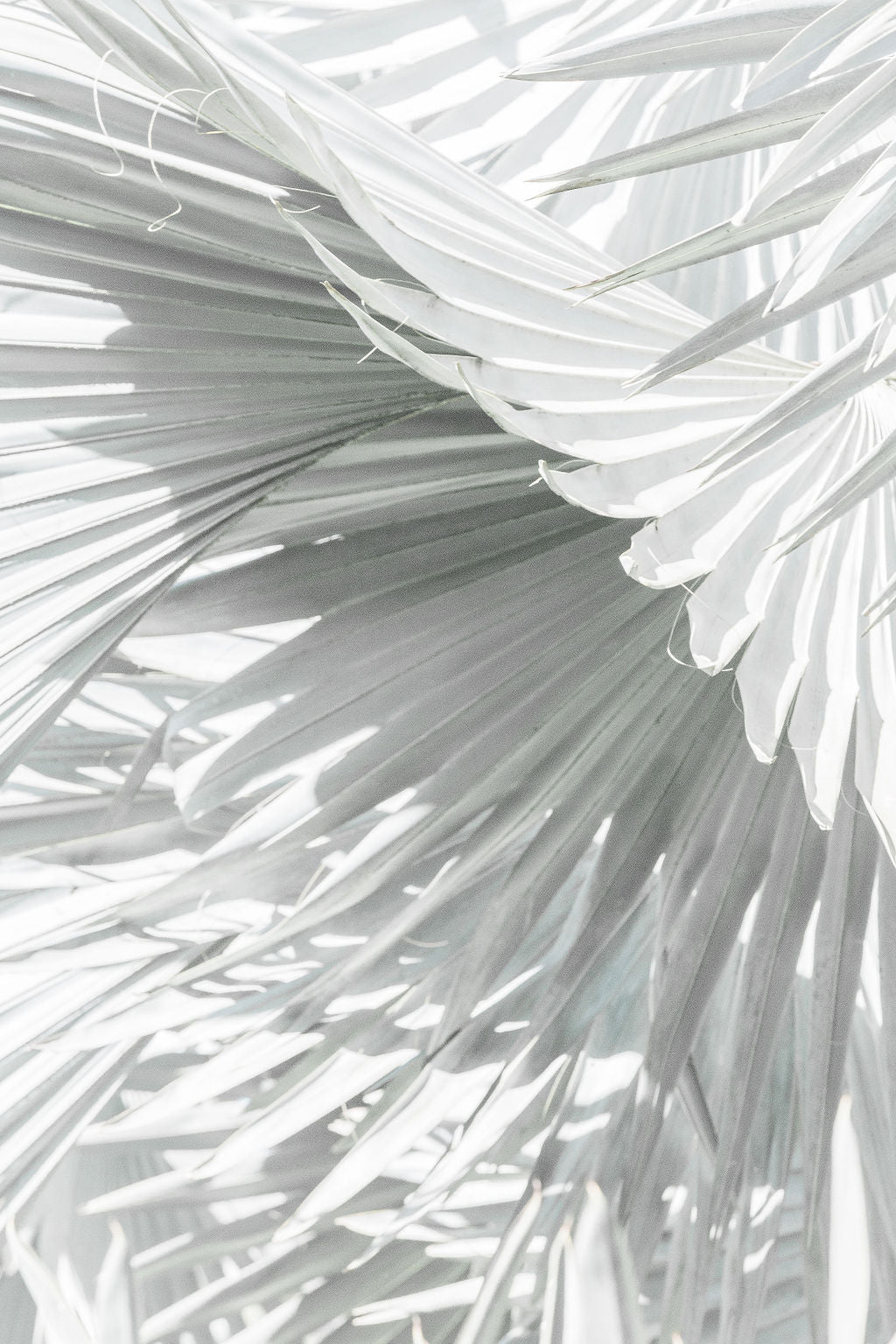 Mint Palm 3