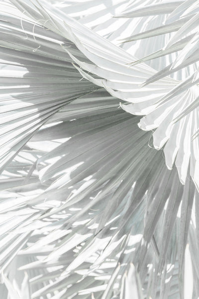 Mint Palm 3