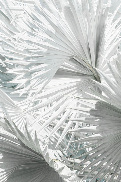 Mint Palm 4