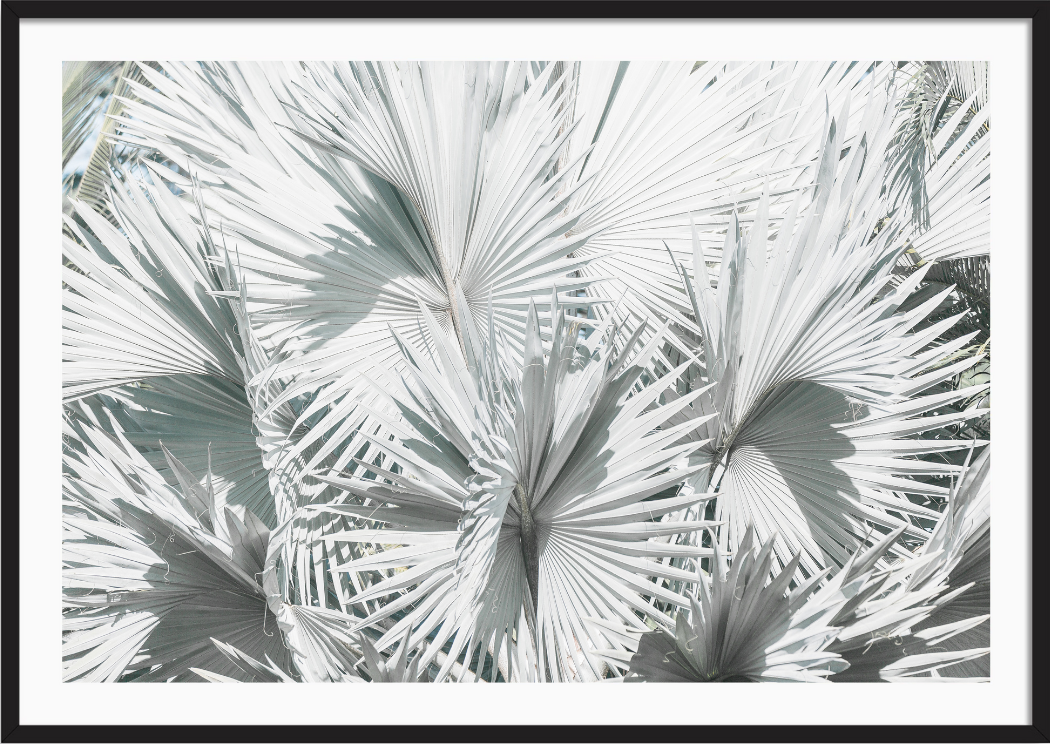 Mint Palm