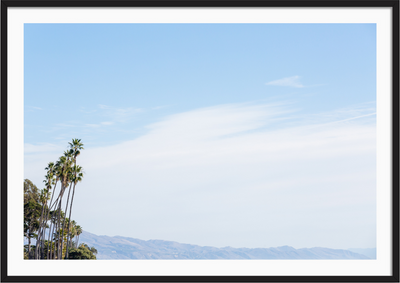 Montecito Palms