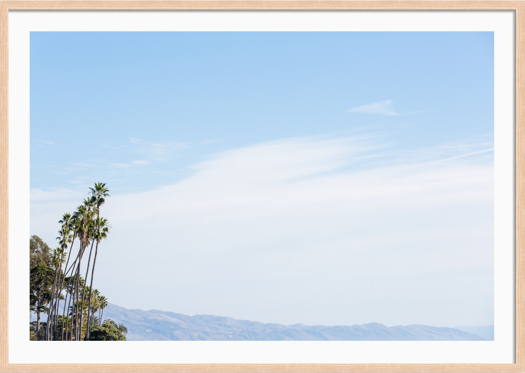 Montecito Palms