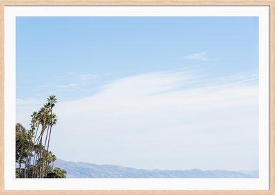 Montecito Palms