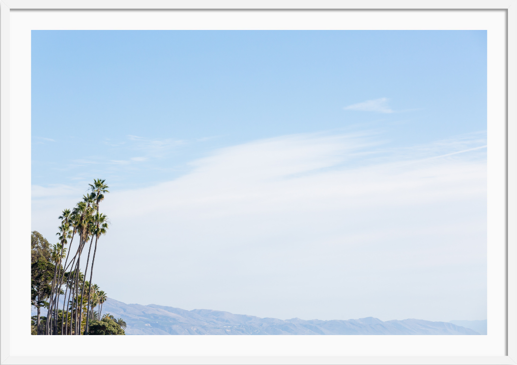 Montecito Palms