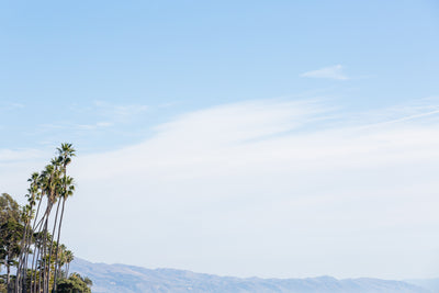Montecito Palms