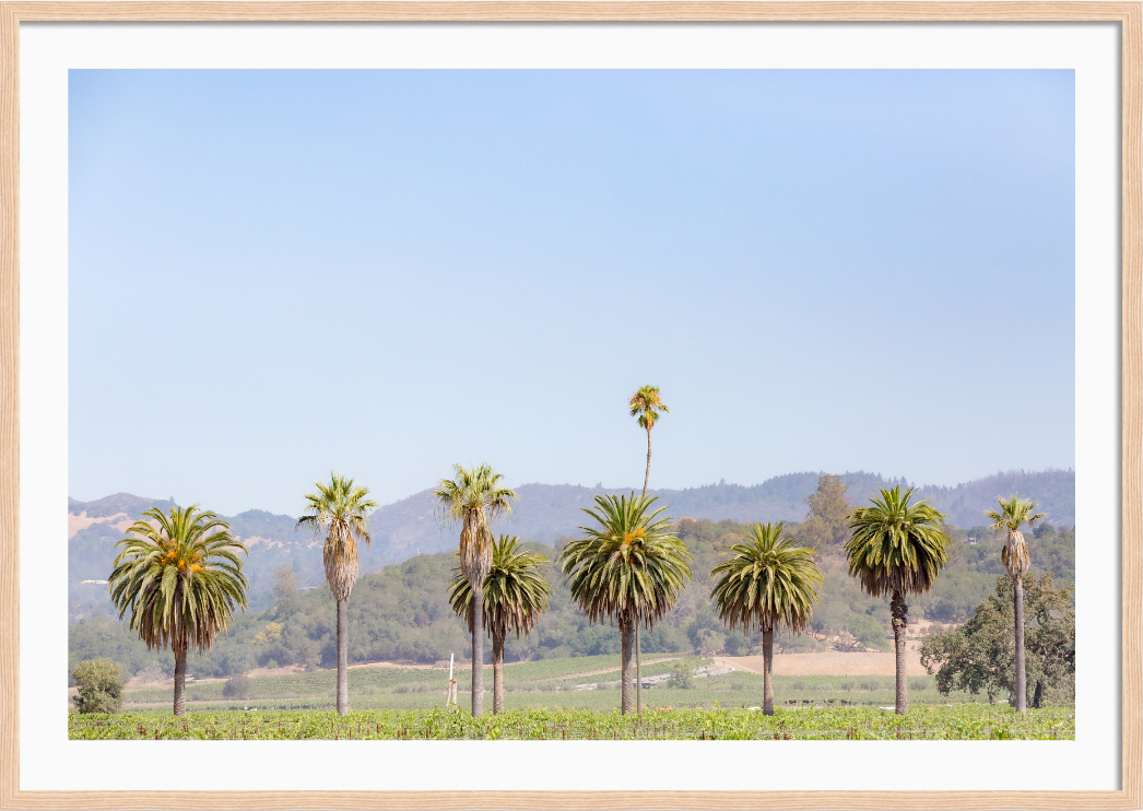 Napa Palms