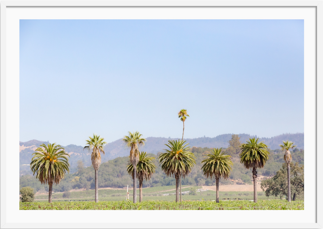 Napa Palms