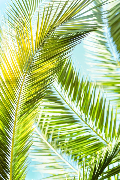 Palm 1 8X12 / Print Only Prints